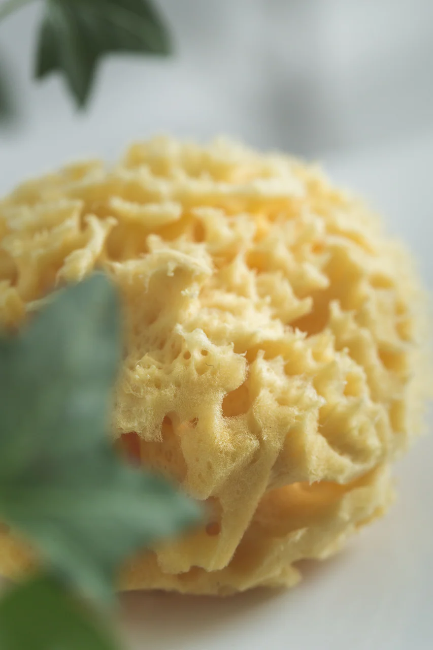 Mittelmeerschwamm - Image 3