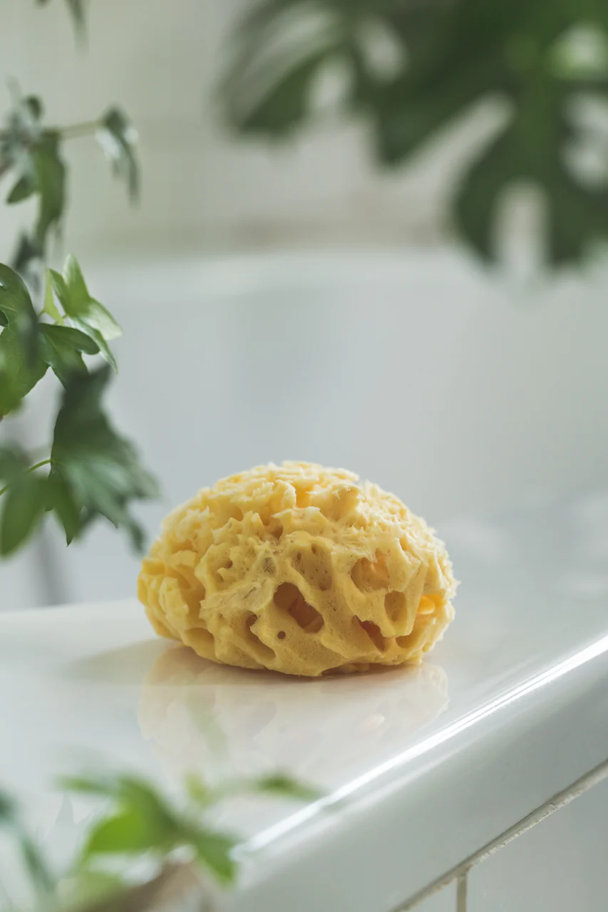 Mittelmeerschwamm - Image 5